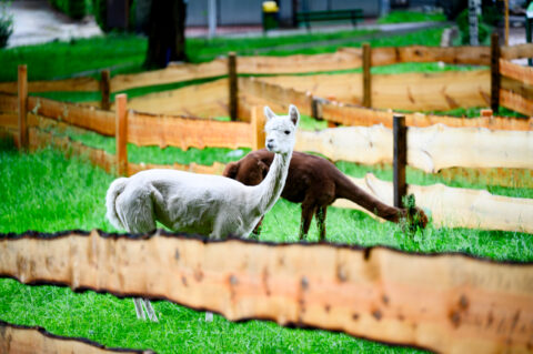 Zwierzęta na wybiegu w mini zoo Banderozy